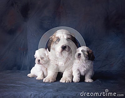 3 puppies on a blue backdrop