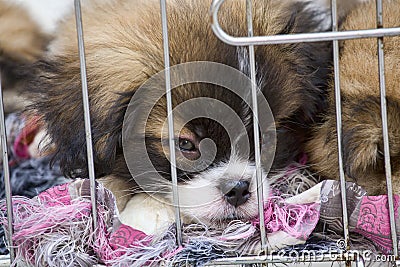 Puppies in a cage