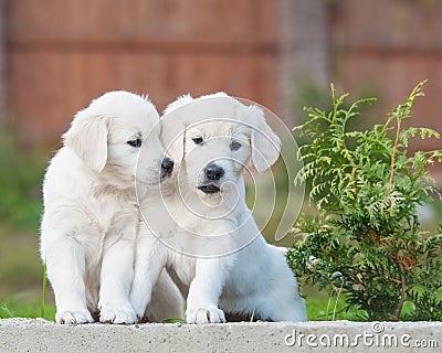 Puppies of Golden retriever