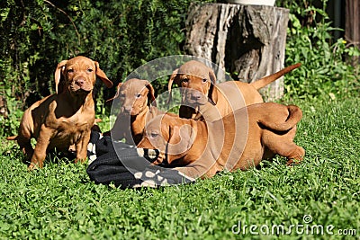 Puppies of Hungarian Short-haired Pointing Dog