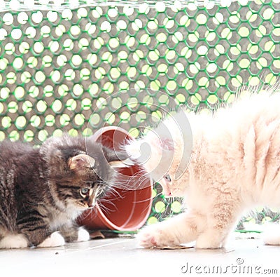 Puppies of siberian cat at one month