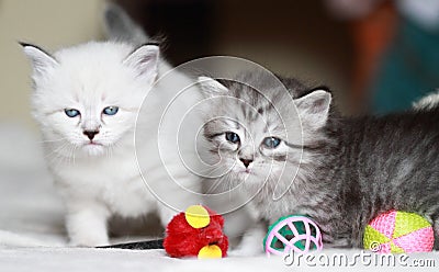 Puppies of siberian cat at one month