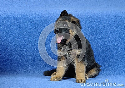 Puppy on a blue background !