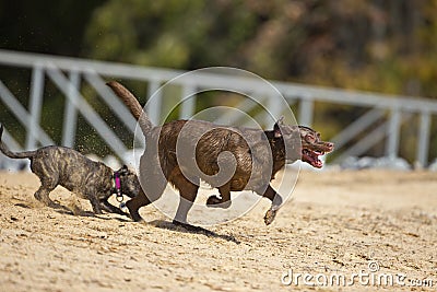 Puppy chases brown Lab