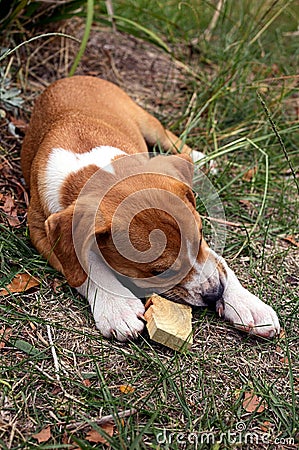 Puppy chewing a stick