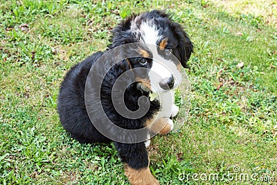 Puppy dog bernese mountain dog in the garden