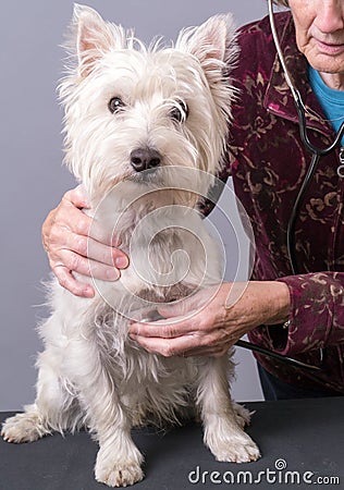 Puppy Dog Getting a Health Check at Vet