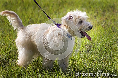 Puppy dog on a leash