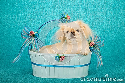 Puppy dog lying inside blue oval basket decorated with bows and ribbons on blue background