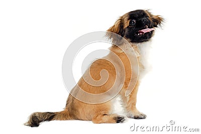 Puppy dog sitting on white background