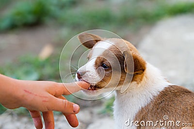 Leerburg | Taping German Shepherds Ears ... brown and white puppy in the grass, puppy biting the child's finger