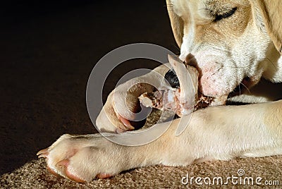 Puppy eating bone