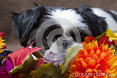 Puppy in flowers.