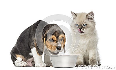 Puppy and kitten sitting in front of a dog bowl