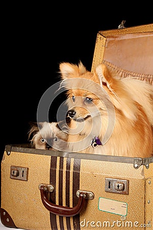 Puppy and Kitten in Suitcase