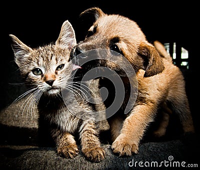 Puppy kitty love and kiss