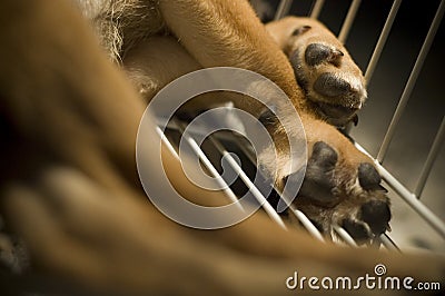 Puppy Leg In Cage