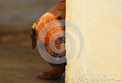 Puppy looking around corner