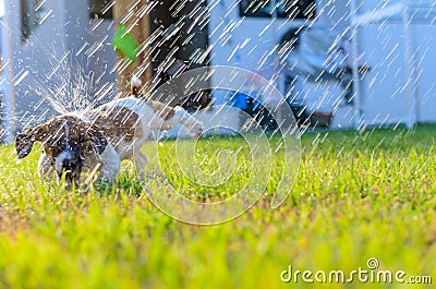 Puppy playing with water on the grass