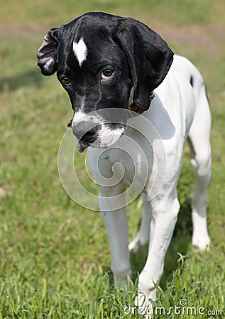 Puppy of pointer (hunter dog)