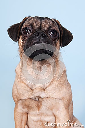 Puppy pug on blue background