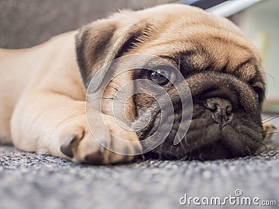 Puppy pug dog