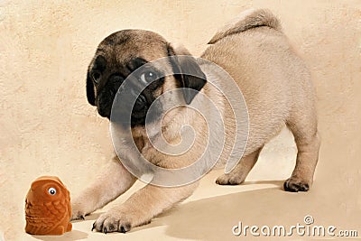 Puppy pug with his toy