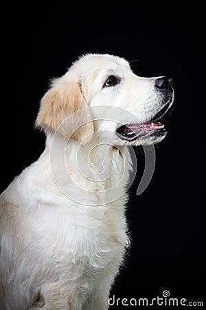 Puppy of purebred golden retriever puppy on black background