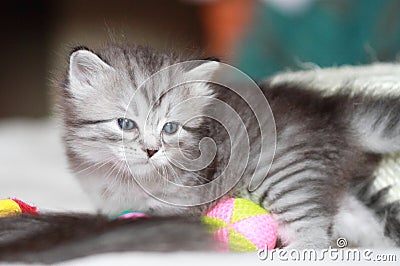 Puppy of siberian cat at one month