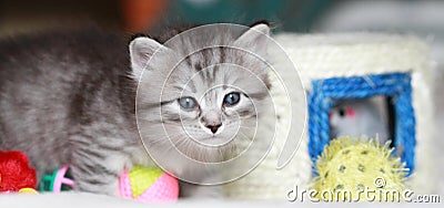 Puppy of siberian cat at one month