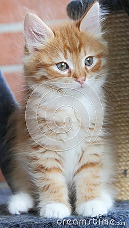 Puppy of siberian cat, red version