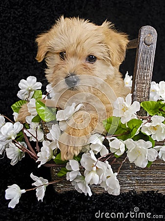Puppy Sitting in Basket of White Flowers
