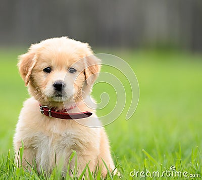 Puppy Sitting In the grass