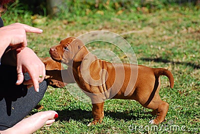 Puppy dog training