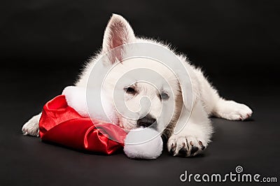 Puppy of the white sheep-dog sleeps in a New Year