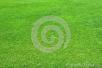Pure empty green grass field cut