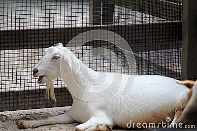 Pure white goat talking
