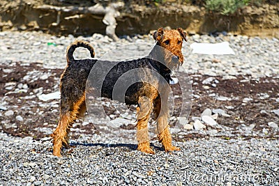 Purebred airedale terrier outdoors