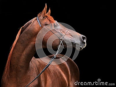 Purebred Arabian Horse