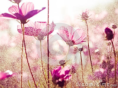 Purple cosmos flowers with sunshine-vintage style