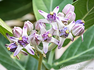 Purple crown flower