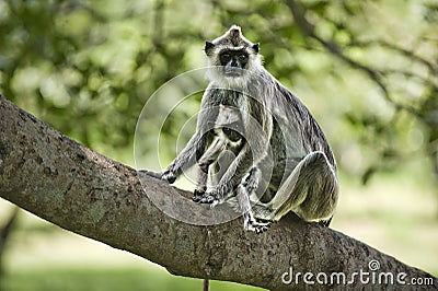 Purple faced leaf monkey with a baby