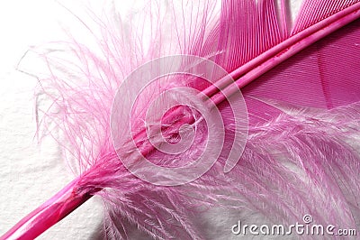 Purple feather detail