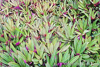 Purple and Green Leaves