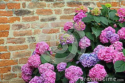 Purple hydrangeas bloomed with tiny flowers with an old brick wa