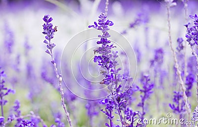Purple lavenders flower