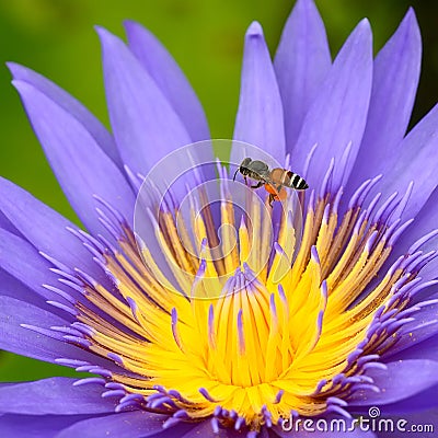 Purple lotus flower on the river,Thailand