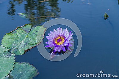 Purple lotus in a pond with water lilies