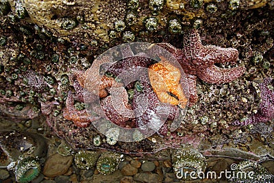 Purple and orange starfish