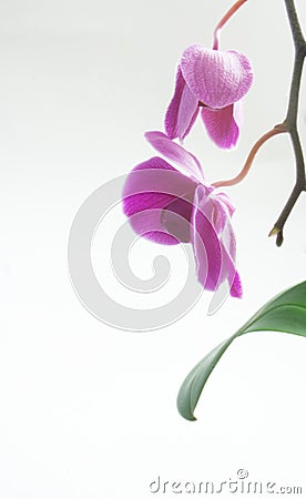 Purple Orchid Isolated (Scientific name-Orchidaceae)